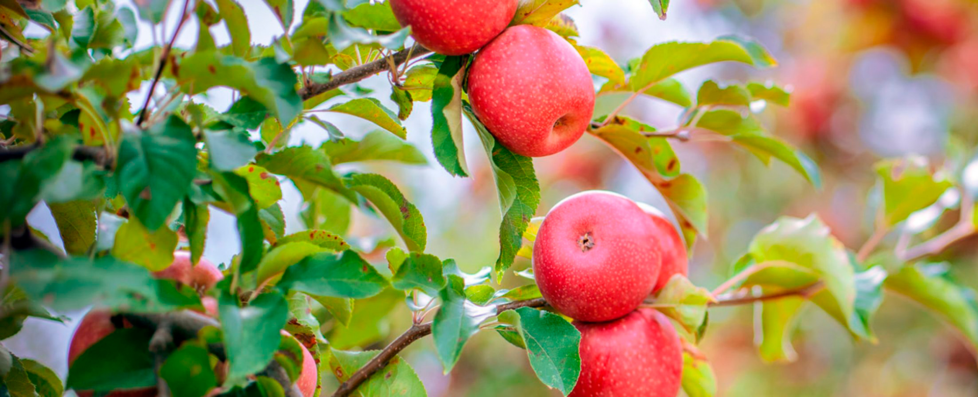 redapple1