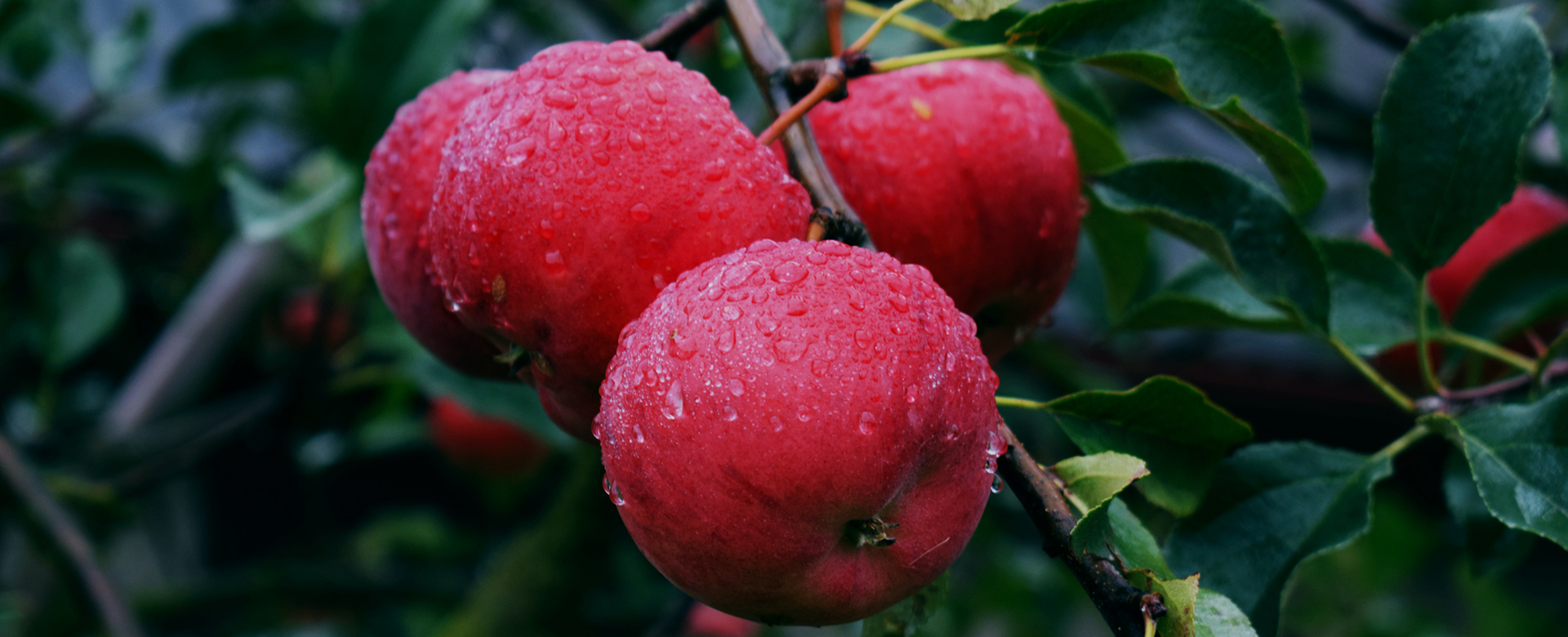 redapple4