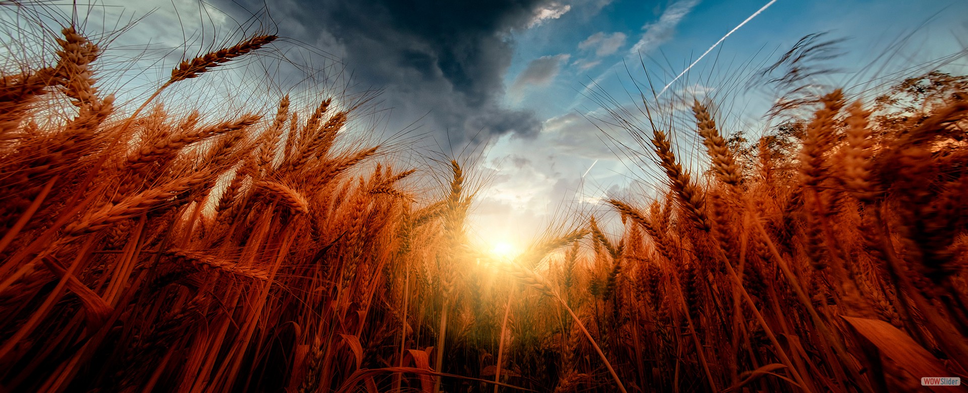 wheat1