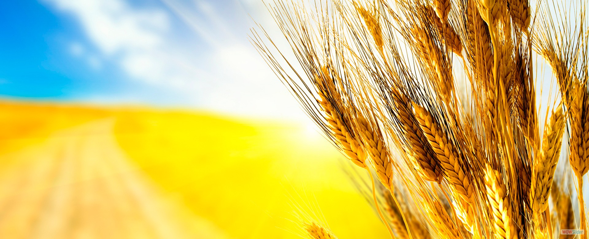 wheat3