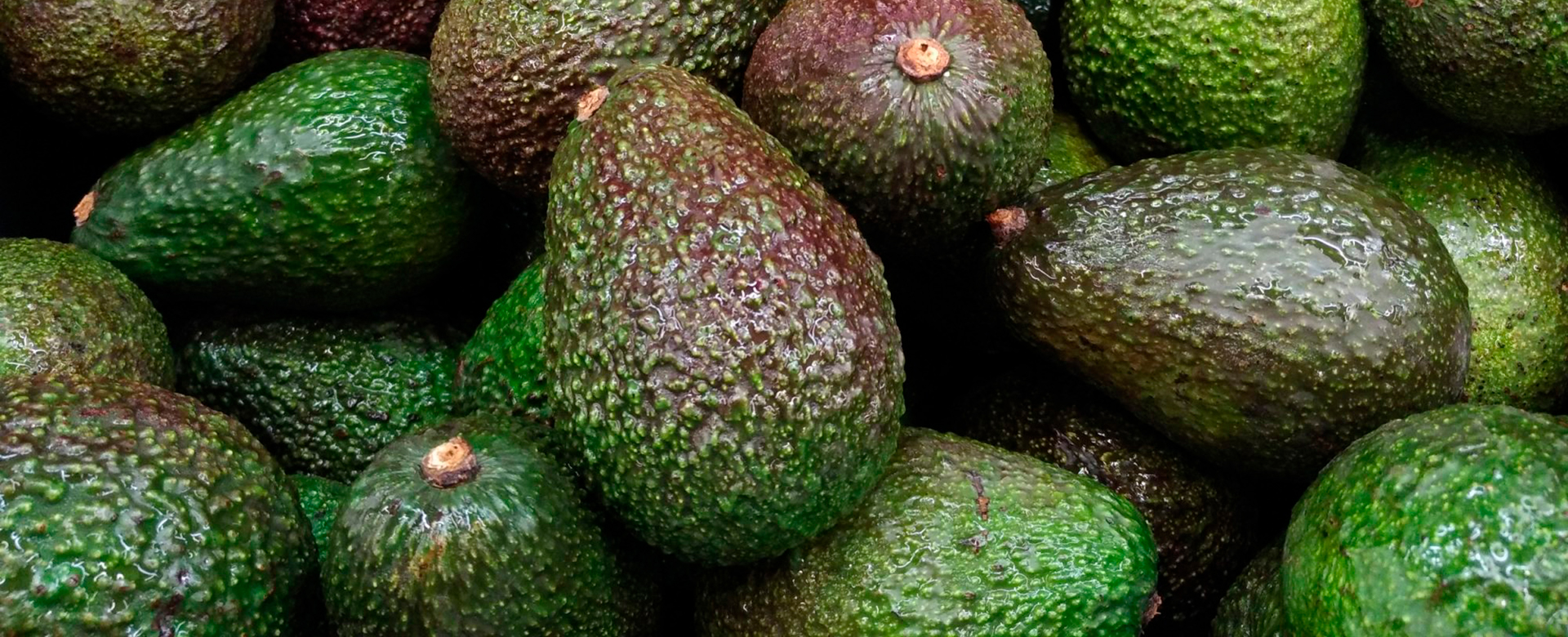avocado1